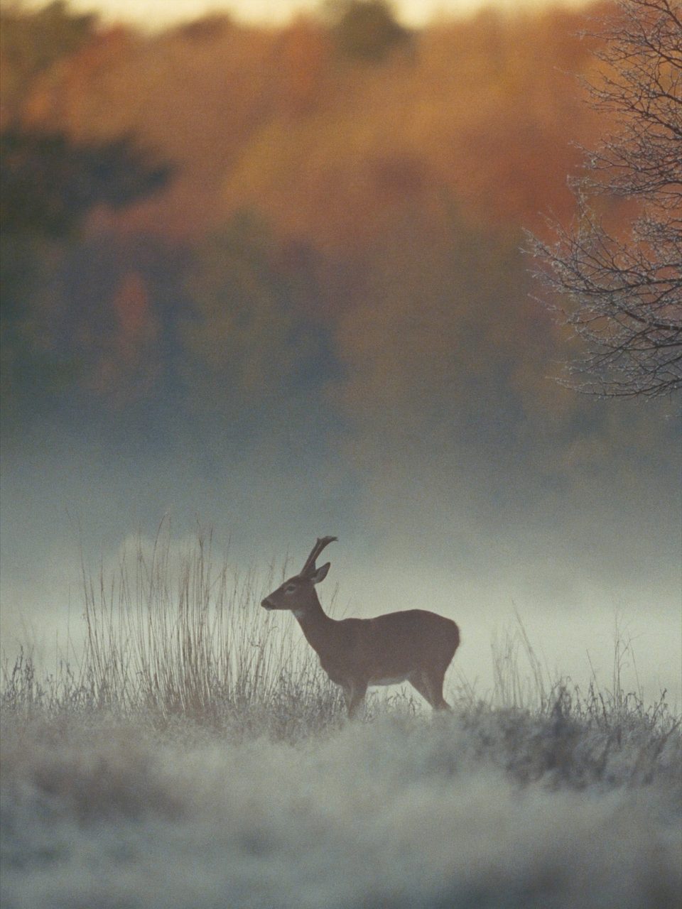 Stonewater Outfitters Hunting department